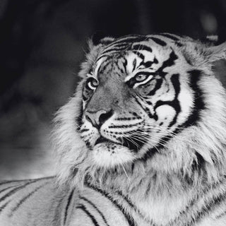 Wildlife conservation, endangered species, tiger